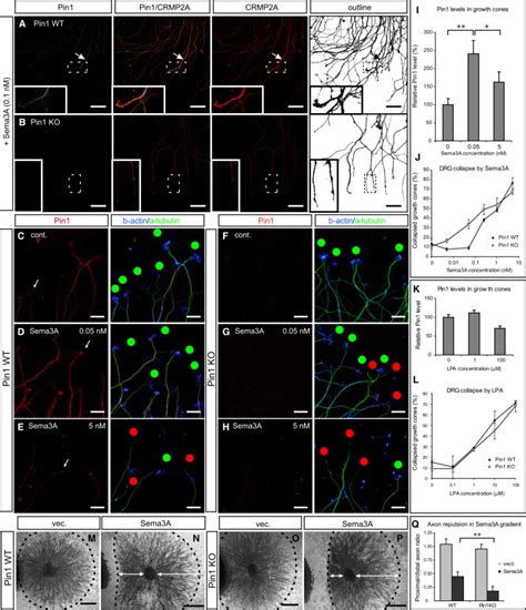 Prolyl Isomerase Pin1 Regulates Axon Guidance By Stabilizing CRMP2A