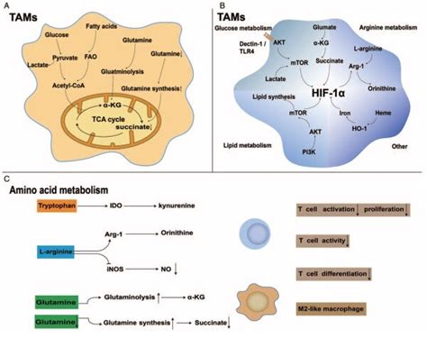 Metabolic Reprogramming Of Tumor Associated Macrophages