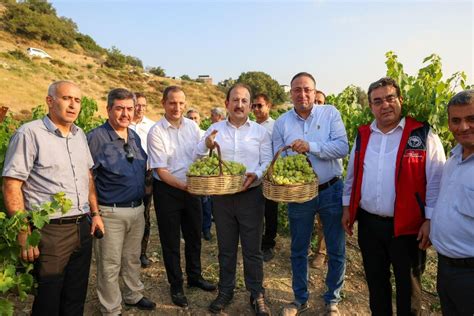 Tarsus Haberleri ‘tarım Kampüsünde Yetiştirilen üzümler Hasat Edildi