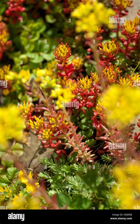 Succulent Yellow Sedum Best Succulent Ideas