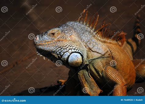 Large Scaly Lizard Face Stock Photo Image Of Iguana Color 7648920