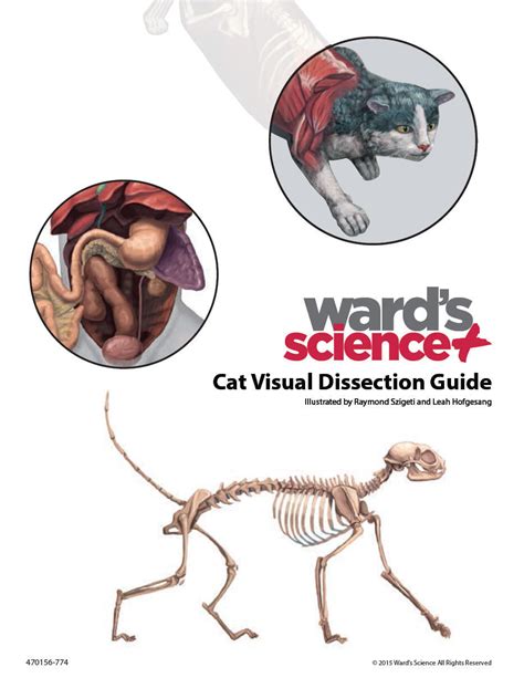 Cat Visual Dissection Guide Ecology Learning Activities