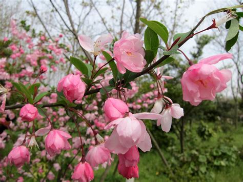 Shanghai Cherry Blossom Festival - Ferreting Out the Fun