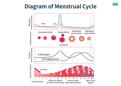 Diagram Of Menstrual Cycle Geeksforgeeks