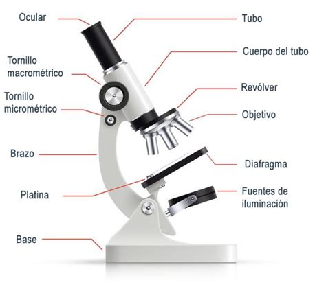 Para Que Serve Microscópio - Para Que Serve O Microscópio | Esfregaço de sangue: características ...