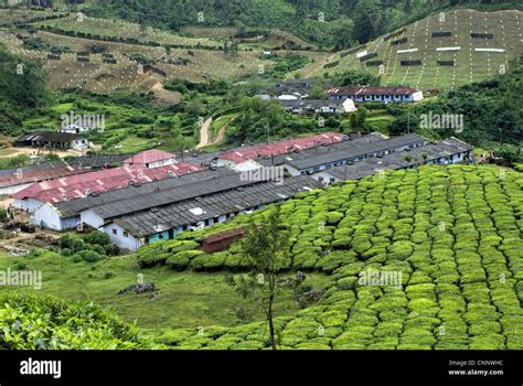 Tea Camellia Sinensis Crop View Of Tea Plantation Workers Housing On