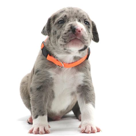 Pitbull Puppies For Sale In Kansas Manmade Kennels Xl Pit Bulls