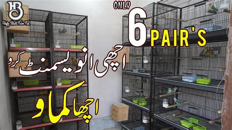 Visit Hi Aviary Haroon Imran Love Birds Breeding Setup Birds Farming