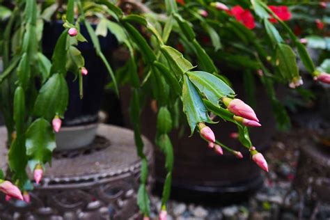 When And How To Fertilize Christmas Cactus Gardeners Path