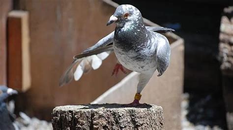 Las Palomas Mensajeras Huelen El Camino A Casa