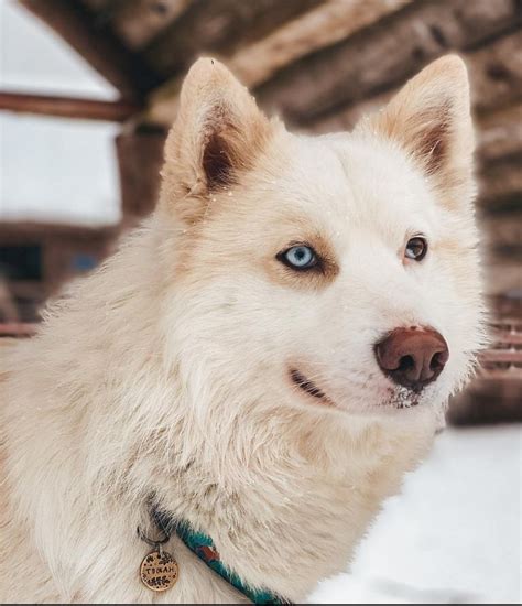 Pin By Mar A De Jes S Anguiano Carras On Husky Alaskan Malamute