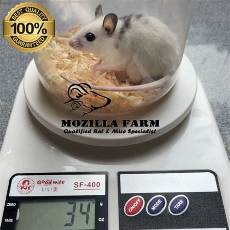 Jual Asf Rat African Soft Fur Rat Size Medium 31 40 Gram Shopee