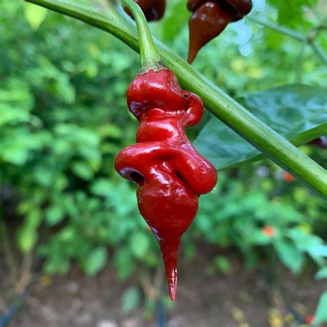 Best Sellers Super Hot Pepper Seed Combo Pack 12 Varieties Seeds