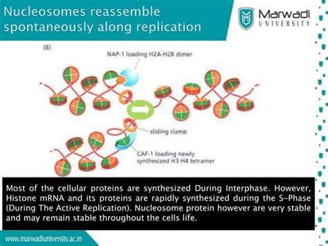 Eukaryotic Dna Replication Ppt