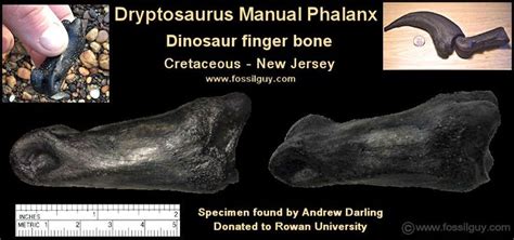 Fossil Identification For The Big Brook Area Of New Jersey Fossilguy