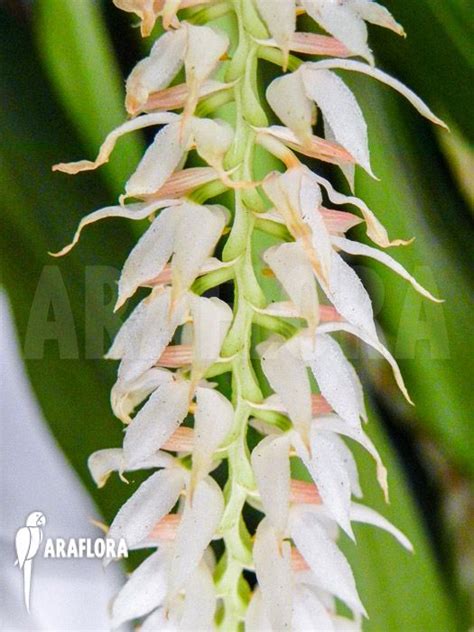 Araflora Exotic Flora More Orchid Dendrochilum Glumaceum Types