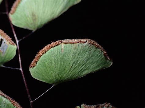 Adiantum Philippense Pteridaceae