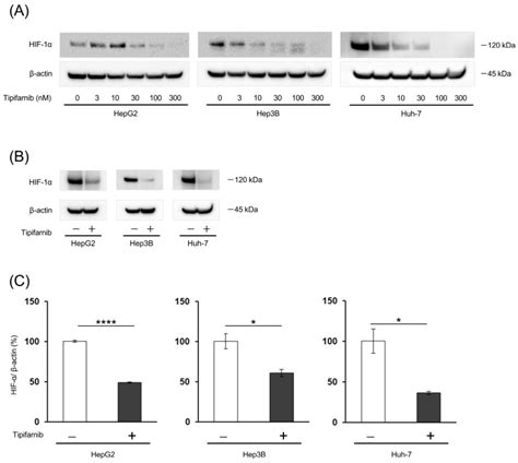 Human Hcc Cell Hep3b ATCC Bioz