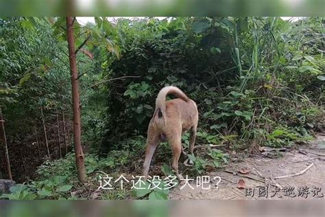 大山里的老猎人，养了5只田园犬，每只猎性都很好价值几千元