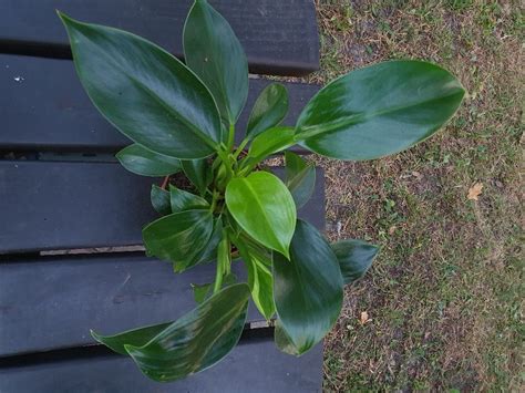 Мірт филодендрон фікус: 280 грн. - Кімнатні рослини Київ на Olx