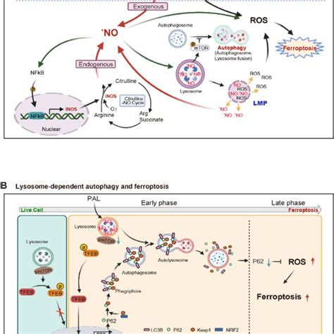 A Role Of No In Pal Induced Ferroptosis In Mm Cells Pal Provides