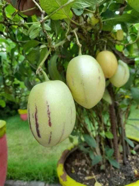 Japanese Watermelon » Ajima Nursery