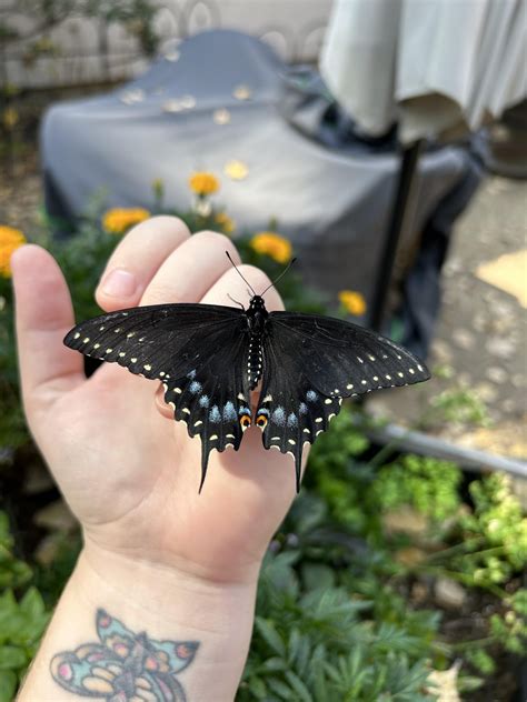 Black Swallowtails Rbutterflies
