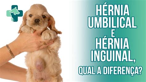 Hernia Inguinal E Cães - Hernia Inguinal Em Caes - RETOEDU
