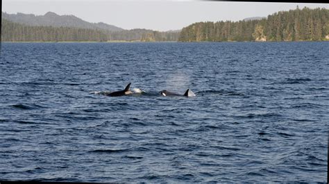 Orca Killer Whales Of Alaska 2 Graham Boulnois