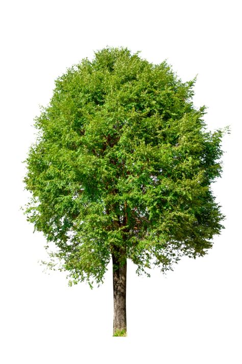 Isolated Trees On Transparent Background PNG File 12933304 PNG