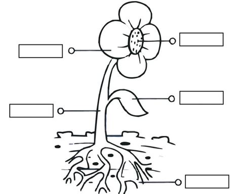 Print Map Quiz Partes De Las Plantas Biolog A Ciencias Naturales