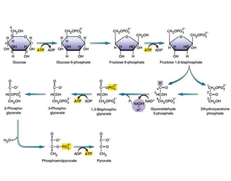 Identify the enzymes of glycolysis Quiz