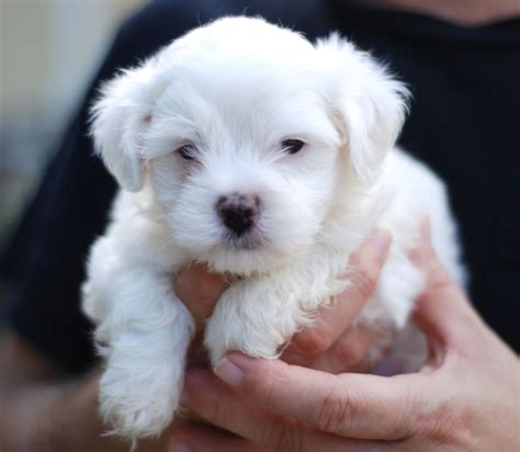 Maltese (Dog) - Puppies, Rescue, Pictures, Information, Temperament ...