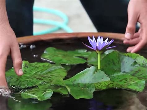 Easy Guide To Growing Water Lilies In Your Garden Or Patio