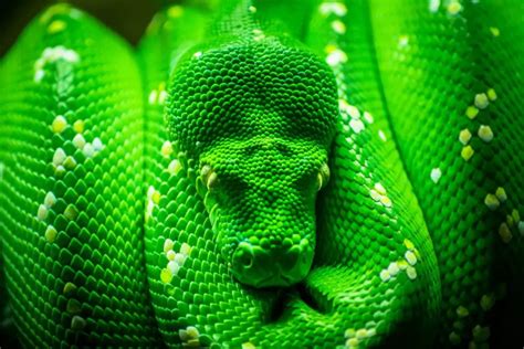 Are Green Tree Pythons good pets? – BALL PYTHON BREEDER UK