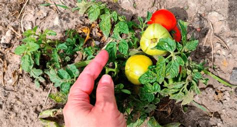 La Plus Grande Erreur Que Les Producteurs De Tomates Peuvent Commettre