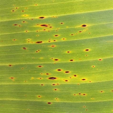 What Causes Brown Spots On Banana Palm Leaves