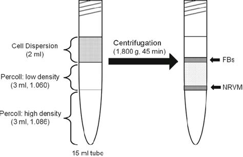 Percoll gradient tube preparation and isolation of cardiac cells. The ...