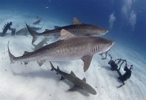 Video Of Tiger Sharks Of Tiger Beach Shark Diving Pros
