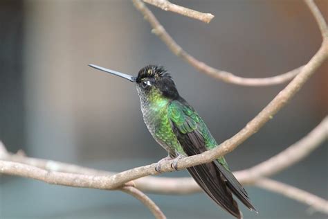 Andrews Blog Birds And Music Costa Rica Vi Hummingbirds