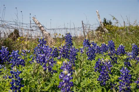 Texas Bluebonnets In 2022 Texas Bluebonnets Blue Bonnets Plants