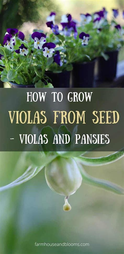 How To Grow Violas From Seed Farmhouse Blooms