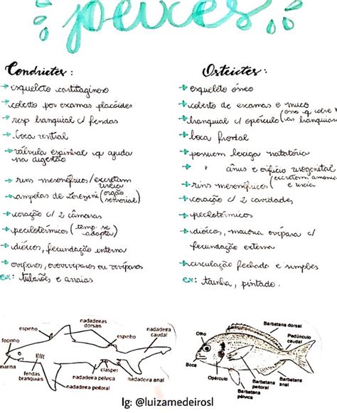 Pesquisa Sobre Os Peixes - MAPA MENTAL SOBRE PEIXES - Maps4Study