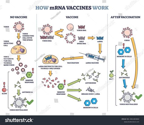 1,003 Immune Response Vaccine Images, Stock Photos & Vectors | Shutterstock