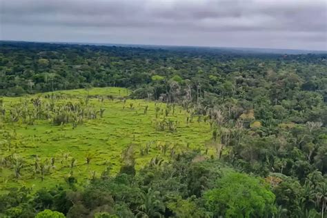 O Que Vegetação Nativa - Governo fortalece recuperação da vegetação nativa do Nordeste