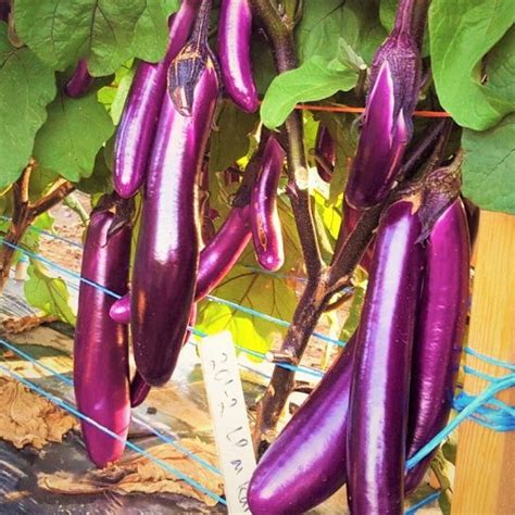 Tomorrowseeds Chinese Eggplant Seeds Count Packet Purple