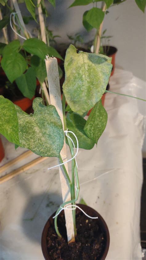 What is wrong with my pole bean plant? : r/gardening
