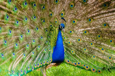 Peafowl Wallpapers Top Free Peafowl Backgrounds Wallpaperaccess