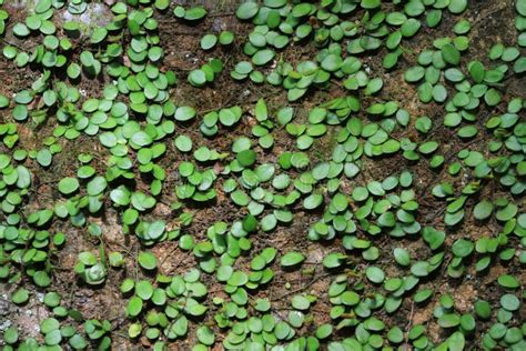 Un Parásito En El árbol Grandes Ramas Verdes Pequeñas Plantas Que Se