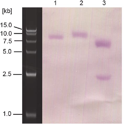 Genomic Southern Blot Analysis Of The Rca Gene Sagittaria Graminea